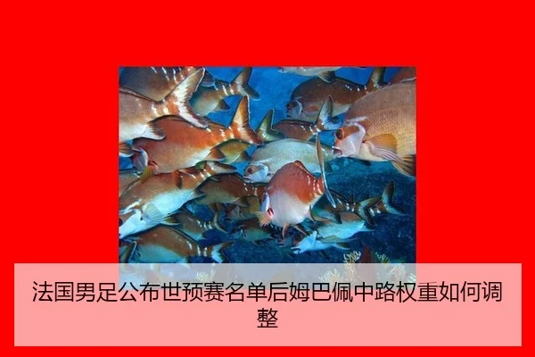 fa-guo-nan-zu-gong-bu-shi-yu-sai-ming-dan-hou-mu-ba-pei-zhong-lu-quan-zhong-ru-he-tiao-zheng-2-707.jpg